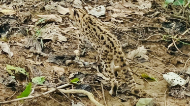 খাগড়াছড়ি শহর থেকে উদ্ধার করা বিরল প্রজাতির চিতা বিড়াল বনে অবমুক্ত