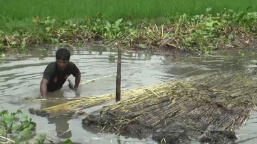 পাটের বাম্পার ফলনেও হাসি নেই মুখে, কৃষকদের কপালে চিন্তার ভাঁজ