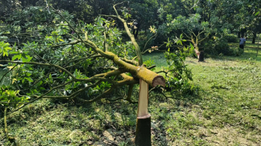 রাতের আঁধারে ৮টি কাটিমন আমগাছ কেটে দিলো দুর্বৃত্তরা