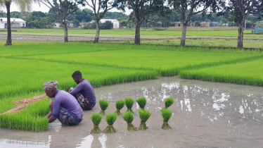 আমন চাষে ঘুরে দাঁড়ানোর স্বপ্ন উত্তরাঞ্চলের কৃষকদের