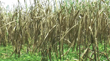 ভাইরাসের আক্রমণে পচছে আখের ক্ষেত, দিশেহারা টাঙ্গাইলের কৃষকরা