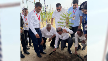 মহাসড়কের দুই পাশে সবুজায়ন ও সৌন্দর্যবর্ধন কর্মসূচির উদ্বোধন করলেন প্রধানমন্ত্রী