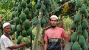 ইউটিউব দেখে পেঁপে চাষে সাফল্য, কামালের মাসে আয় ৪৫ হাজার