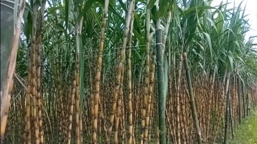 ২০ হাজার খরচে লাখ টাকা আয়!