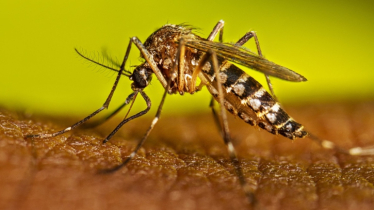 ডেঙ্গু কেড়ে নিলো আরও ৪ প্রাণ 