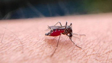 ভয় ধরাচ্ছে ডেঙ্গু, ২৪ ঘণ্টায় আরও ৩ মৃত্যু