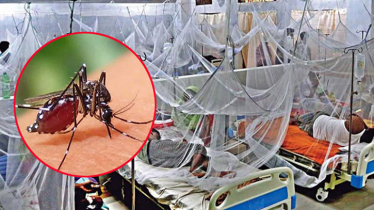 ডেঙ্গু কেড়ে নিলো আরও ৫ প্রাণ, অক্টোবরে মৃত্যুর সংখ্যা ৪৯ ছুঁইছুঁই