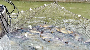 এবার পুকুরের মাছেও মিললো মাইক্রোপ্লাস্টিক