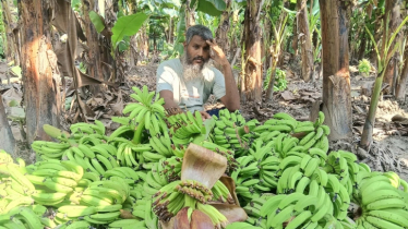ঋণ করে গড়া কলাবাগানে রাতের আঁধারে হানা, কেটে ফেলা হলো অপরিপক্ক ২৫০০ থোড়!