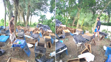 মৌমাছির ওপর এ কেমন অন্যায়!