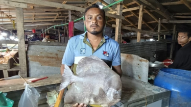 জেলের জালে উঠে এলো বিরল ‘কিং চান্দা’, প্রতি কেজি ৭৫০ টাকায় বিক্রি