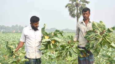 আগাম চাষের ফুলকপিতে পচন, কৃষকের মাথায় হাত