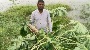 সাতক্ষীরায় জামায়াত নেতার নেতৃত্বে মৎস্যঘের লুটপাট, ১০ লাখ টাকার ক্ষতি