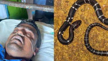 সাপ চিনতে ভুল, দংশনে ওঝার মৃত্যু!
