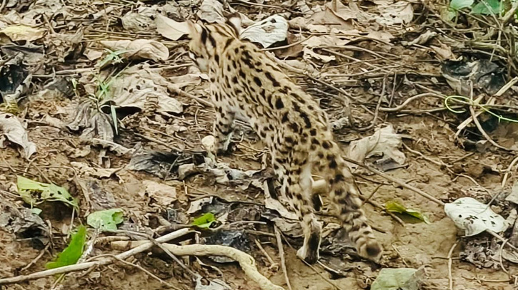 খাগড়াছড়ি শহর থেকে উদ্ধার করা বিরল প্রজাতির চিতা বিড়াল বনে অবমুক্ত