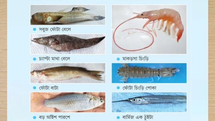 সুন্দরবনের ৭ জলজ প্রজাতির ডিএনএ যাচ্ছে আন্তর্জাতিক জিন ব্যাংকে