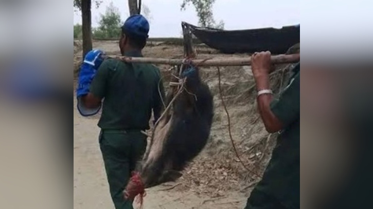 সুন্দরবন থেকে ভেসে আসা বন্য শূকর উদ্ধার, পরে বনে অবমুক্ত সুন্দরবন থেকে ভেসে আসা বন্য শূকর উদ্ধার, পরে বনে অবমুক্ত