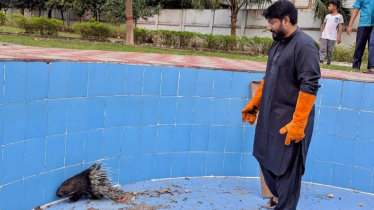 রাজধানীর পরিত্যক্ত সুইমিংপুল থেকে দুর্লভ সজারু উদ্ধার