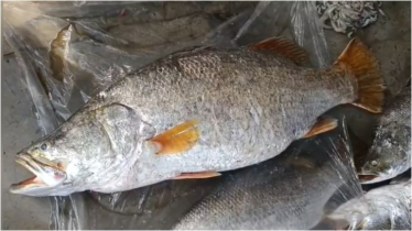 ধরা পড়লো চলতি বছরের সবচেয়ে বড় কোরাল, ওজন কত?