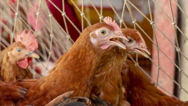 একলাফে সোনালি মুরগির দাম কেজিতে বাড়লো ৭০-১০০ টাকা একলাফে সোনালি মুরগির দাম কেজিতে বাড়লো ৭০-১০০ টাকা