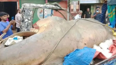 ২০ মণ ওজনের বিরল মাছ বিক্রি হলো ৫ লাখ টাকায় 