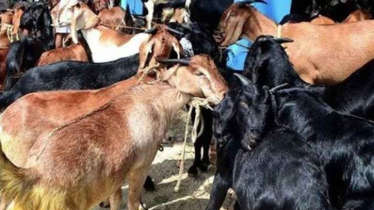 বাসের বাক্সে ৫৫ ছাগলের মৃত্যুর সাজা ১০ হাজার টাকা জরিমানা