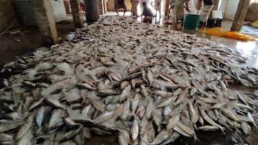 একবারেই জালে উঠে এলো ১০১ মণ ইলিশ, বিক্রি হলো ৩৩ লাখ টাকায়