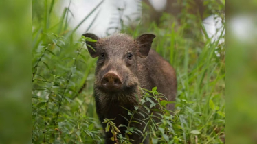 শুকরের আক্রমণে চারজন আহত, আশঙ্কাজনক ১