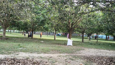 ভারত থেকে আসা বুনো শূকরের তাণ্ডবে আতঙ্কে তিন গ্রাম, একদিনে আহত ৬ ভারত থেকে আসা বুনো শূকরের তাণ্ডবে আতঙ্কে তিন গ্রাম, একদিনে আহত ৬