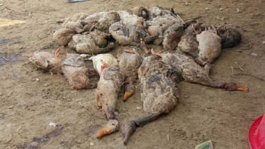 পুকুরে বিষ প্রয়োগ, পাশে থাকা খামারের ৩ শতাধিক হাঁসের মৃত্যু!