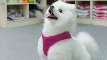 কুকুরছানাকে স্কুলে ভর্তি করলেন নারী, খরচ ২ লাখ টাকা 