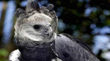 পৃথিবীর সবচেয়ে শক্তিশালী পাখি দেখতে যেমন