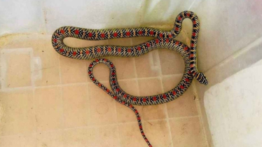 শ্রীমঙ্গলে বাসা থেকে কালনাগিনী সাপ উদ্ধার