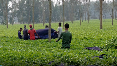 মৌসুমের শুরুতেই চায়ের দামে বাজিমাত, ৮ বছরে সর্বোচ্চ