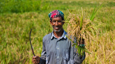 কৃষিঋণ মওকুফ: স্বস্তিতে ১৪ লাখ কৃষক