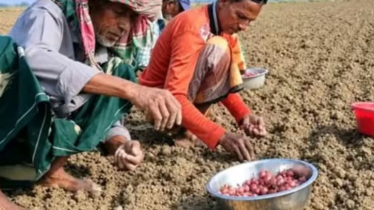 মুড়ি কাটা পেয়াজ চাষে ব্যস্ত সময় পার করছেন রাজবাড়ী জেলার কৃষকেরা