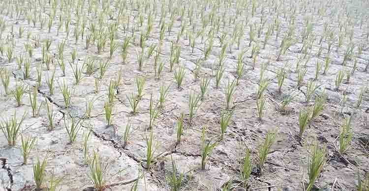 অনাবৃষ্টির কারণে ফসল উৎপাদ হ্রাসের শঙ্কা বাড়ছে