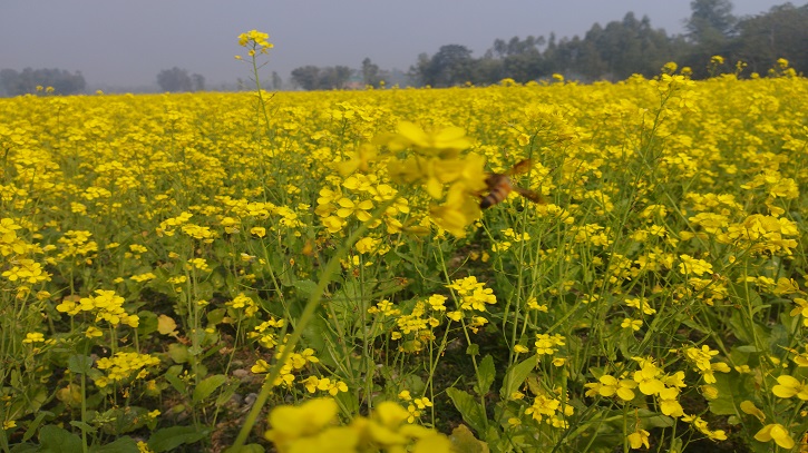  গ্রামগঞ্জের বিস্তীর্ণ ফসলী মাঠ জুড়ে সরিষা ফুলের সমাহার দিনে দিনে বাড়ছে