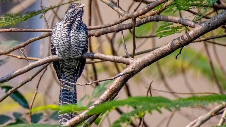 স্ত্রী কোকিল