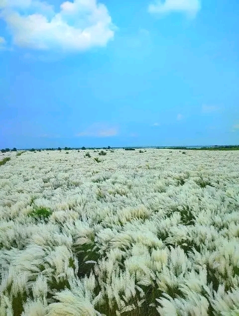 এমন মনোরম দৃশ্য আপনার মন ভালো করবেই