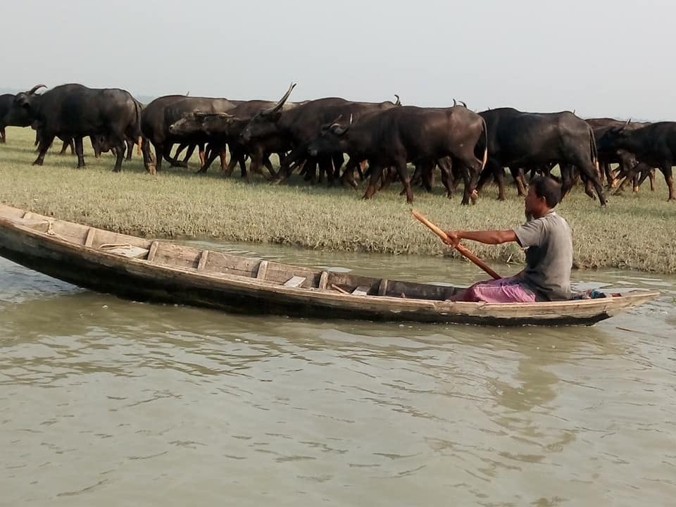 উন্নত ব্যবস্থাপনায় বাথানে মহিষ পালন