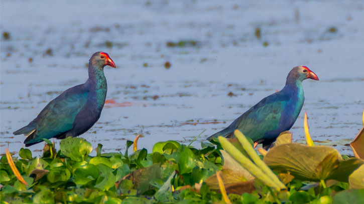 বেগুনি কালেম