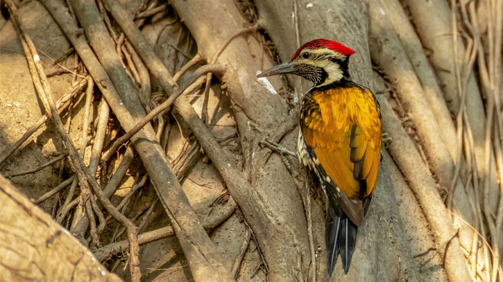 বাংলা কাঠঠোকরা