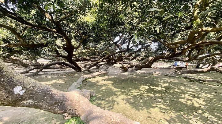 ২২০ বছরের পুরনো অতিকায় এক আম গাছ