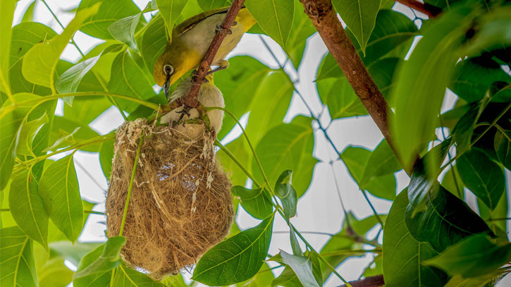 উদয়ি ধলা চোখ