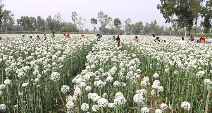 এই মৌসুমে প্রায় ১২০ হেক্টর জমিতে পেঁয়াজের বীজ উৎপাদন করা হয়েছে