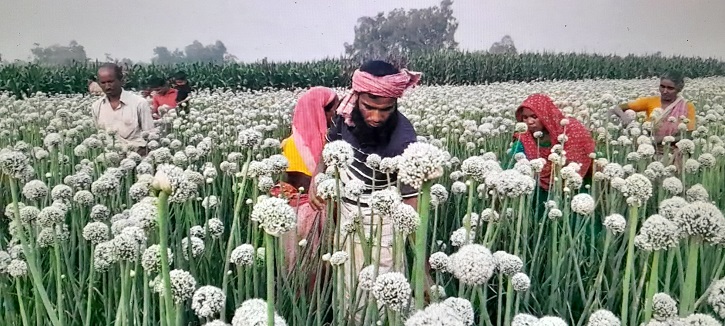 পেঁয়াজ বীজ চাষে ব্যস্ত সময় পার করছেন চাষীরা