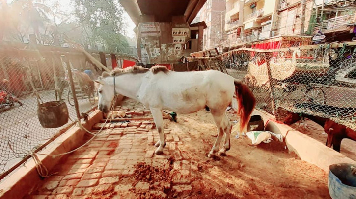 এভাবেই অযত্নে অবহেলায় রাখা হয় ঘোড়াগুলো। ছবি- ডিডব্লিউ